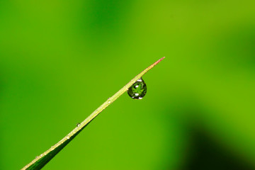Water droplets and grass