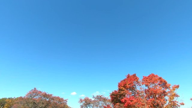 七色大カエデの紅葉（大峰高原）