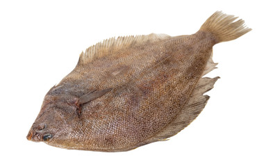 fresh raw fish flounder