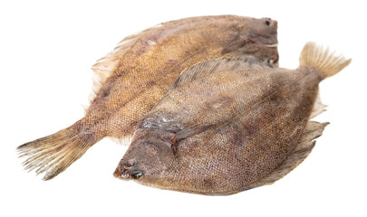 fresh raw fish flounder