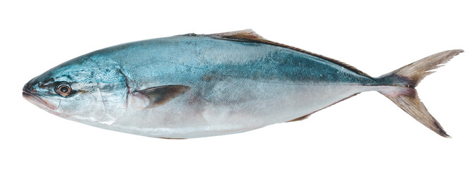 raw tuna fish