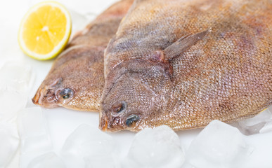 fresh raw flounder fish