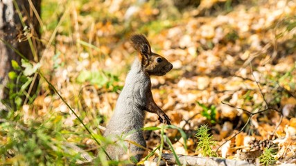 Red squirrel in the autumn forest, Tomsk.