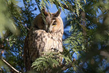 long-eared owl on tree