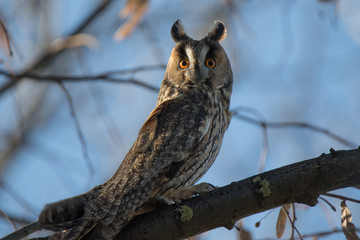 long-eared owl 