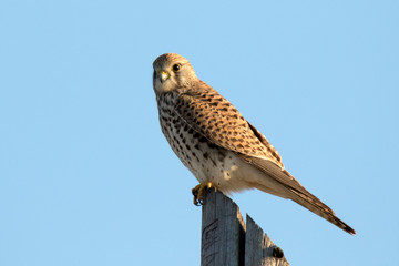 common kestrel