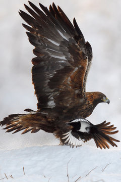 Golden eagle bird with magpies on snow