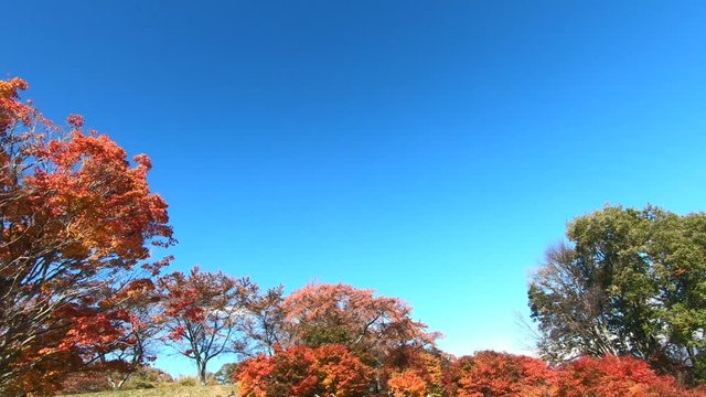 七色大カエデの紅葉（大峰高原）