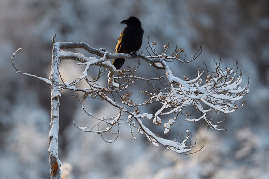 Eurasian Common Raven bird  sit on tree branch