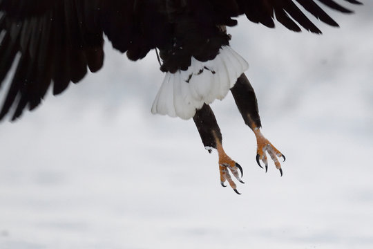 Tail and feet of White-tailed Sea Eagle bird