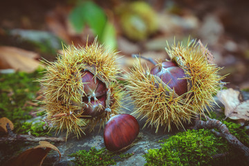 Close up of ripe sweet chestnut in the forest