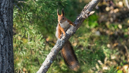 Red squirrel sits on the tree in the autumn forest, Tomsk.