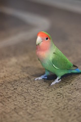 ラブバード・小桜インコ