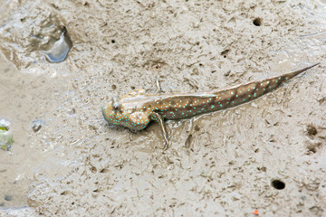 Mudskipper, Amphibious fish