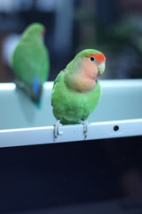 ラブバード・小桜インコ