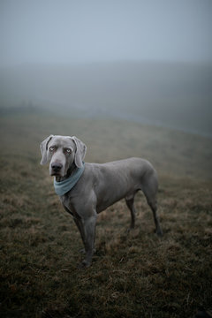 Portrait of dog standing in foggy field