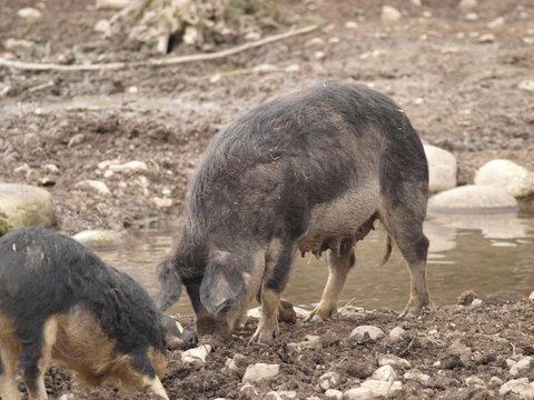 Porc laineaux &agrave; pacage fouillant le sol boueux avec son groin
