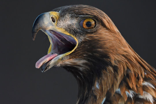 Golden Eagle bird portrait