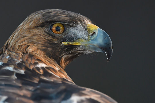 Portrait of a Golden Eagle