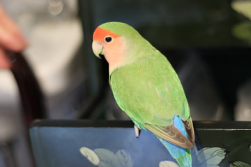 ラブバード・小桜インコ