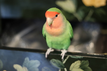 ラブバード・小桜インコ
