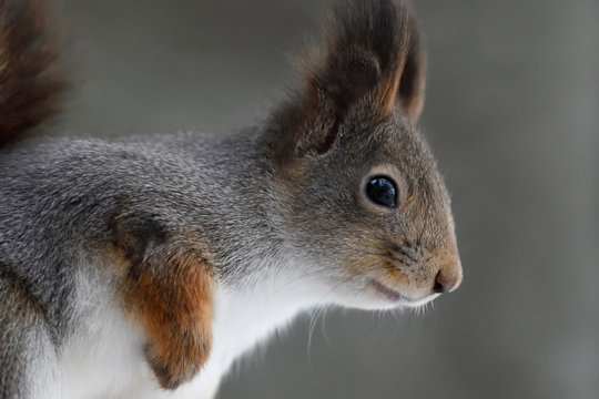 Eurasian red squirrel portrait
