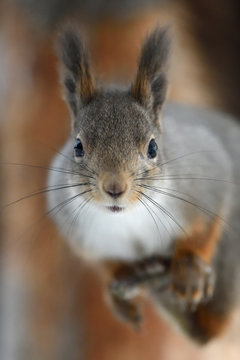 Close up of Eurasian red squirrel