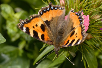 Grosser Fuchs © JuergenL