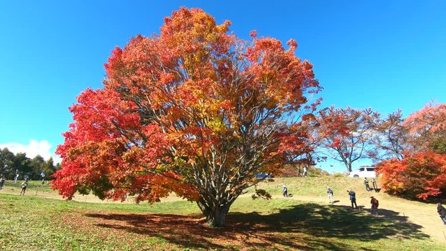 七色大カエデの紅葉（大峰高原）