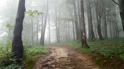 Foggy morning in the forest