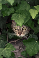 Tabby cat poked its snout out of the leaves