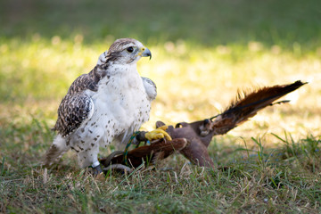 Falcon bird of prey is training for falconry hunter