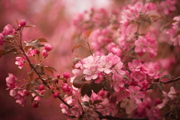 Apple tree in pink bloom in spring garden. Blurred natural background