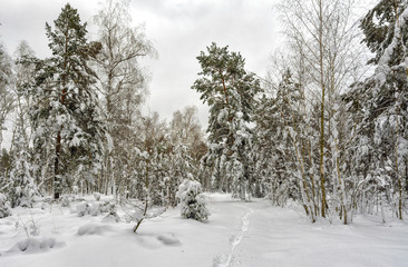snow. winter. snow covered trees. coldly.