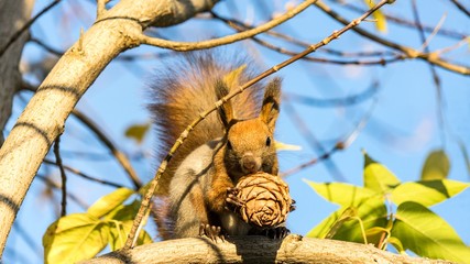 Red squirrel sits on the tree with a pine cone in autumn forest, Tomsk.