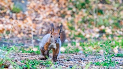 Running Red squirrel in the autumn forest, Tomsk.