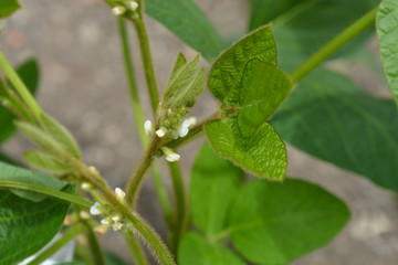Soybean white flowers