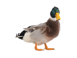 male brown duck isolated