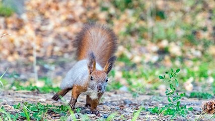 Running Red squirrel in the autumn forest, Tomsk.