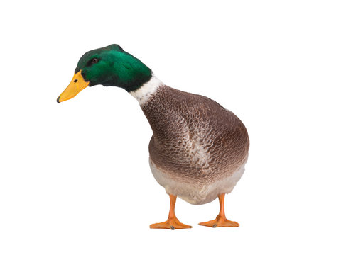 male brown duck isolated