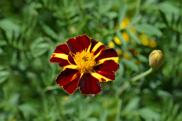 French marigold Mr. Majestic
