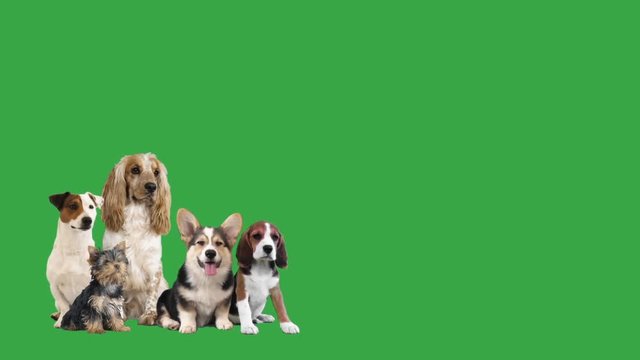 collage of small dogs, chroma key