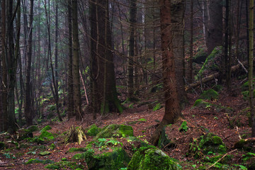 Obraz premium Beautiful coniferous mountain forest in the fog. Natural background.