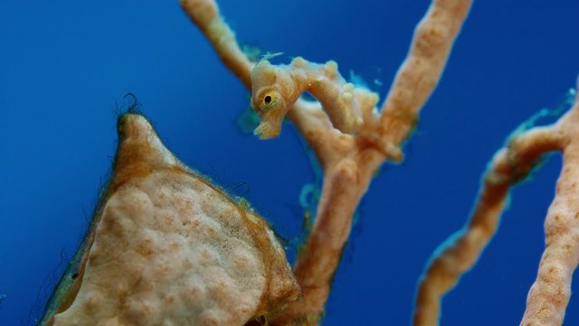 Denises pygmy seahorse, Hippocampus denise h ides in a gorgony, Raja Ampat, Indonesia