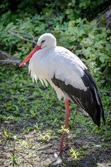 Cigogne