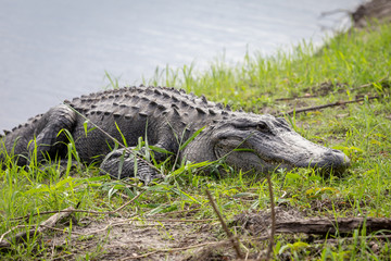 Alligator am Ufer