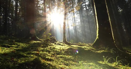 Magic morning sunlight with fireflies in mossy forest fairy tale landscape. - Powered by Adobe