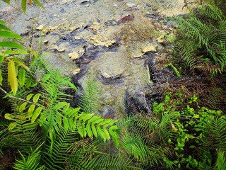 fern in the forest