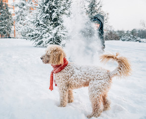 Snowball fight fun with pet and his owner in the snow. Winter holiday emotion. Cute puddle dog and man playing and running in the forest. Film filter image.