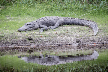 Alligator am Ufer